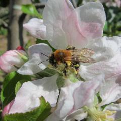 Solitary bee on apple blossom