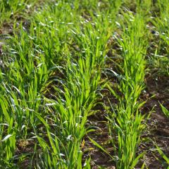 OK-NET ARABLE ABBEY HOME FARM, FEB