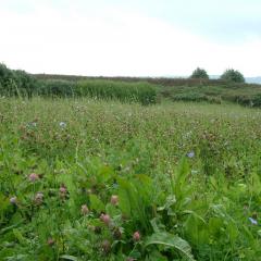 Flowering meadow on St Martins, Isles of Scilly