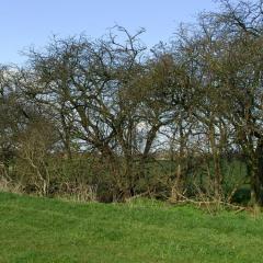 Tall mature unmanaged hedge which has developed gaps