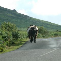 Belted Galloway, Cornwall