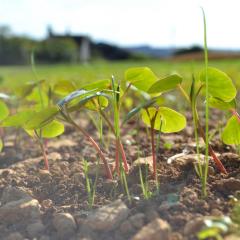 Buckwheat Companion Nurse Crop Sheltering Summer Sown Ley Seed Mix