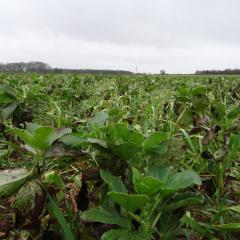 Green Manure