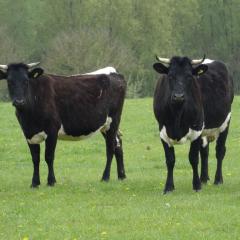 Gloucester Cattle