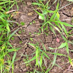 Undersown white clover establishing in spring wheat