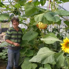 Jude and sunflowers