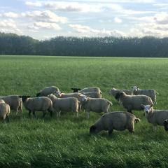 Sheep on holiday on Ferry Farm 