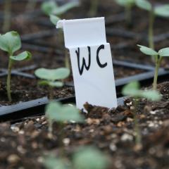 Brassica seedlings in module trays