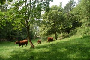 Red Poll cattle farmed by Bil and Cath Grayson in Cumbria using conservation grazing techniques 