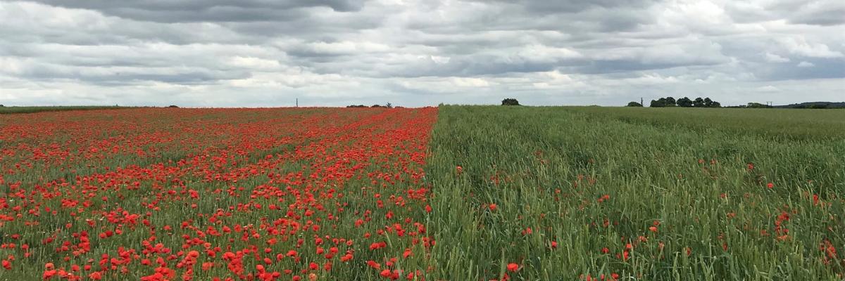 Different weed suppressive ability by a modern (left) and a historic (right) wheat variety grown in the same field. Credit: Mark Lea