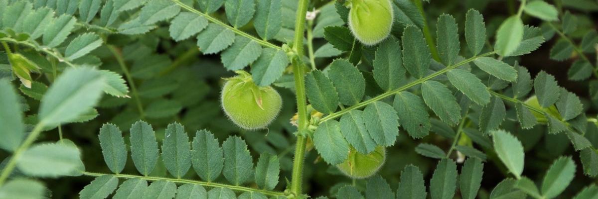 Dense leaves image