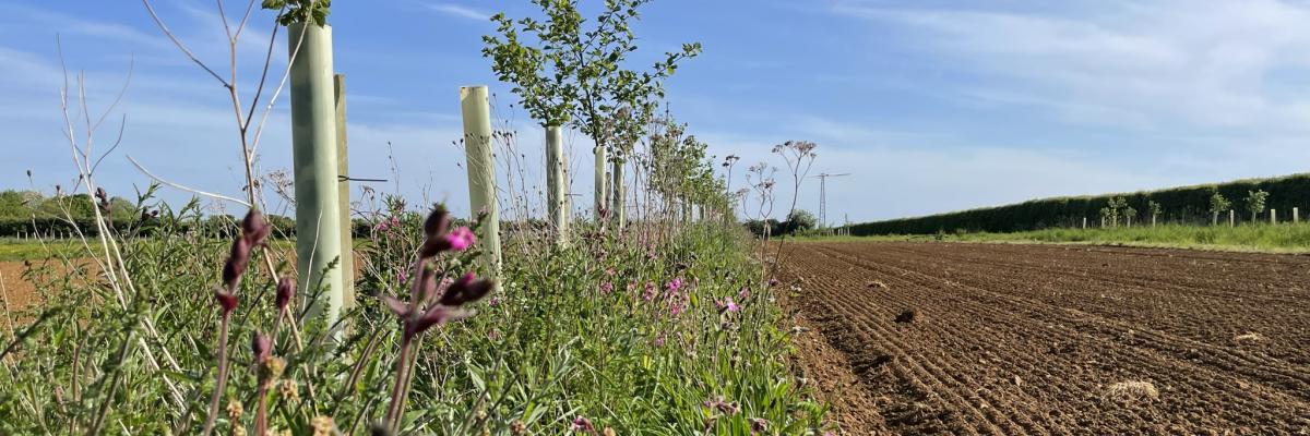 Agroforestry with perennial wildflower understorey