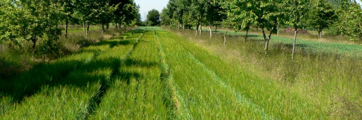 Agroforestry Wakelyns ORC