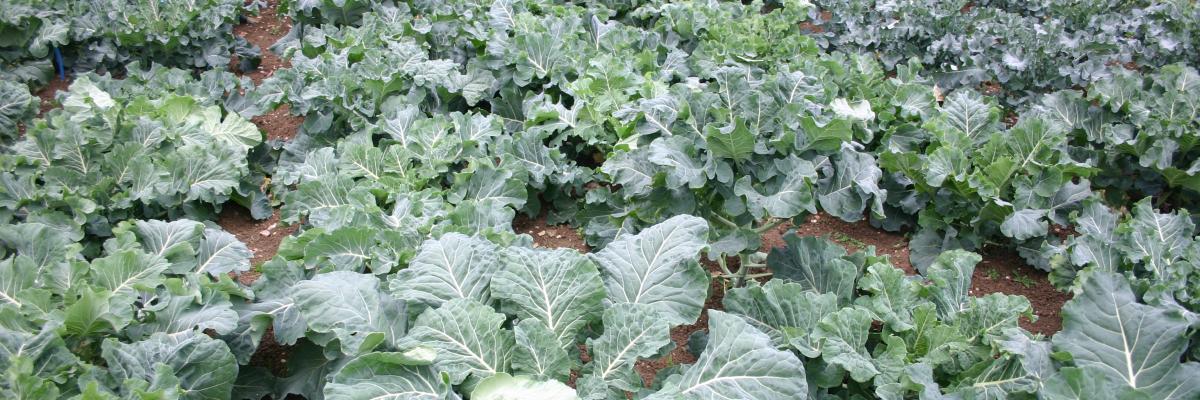 Broccoli - part of SOLIBAM trials at Wakelyns 