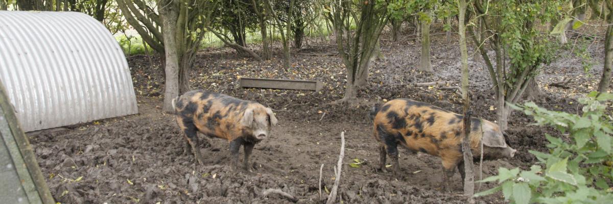 Pigs in trees_courtesy of Organic Research Centre