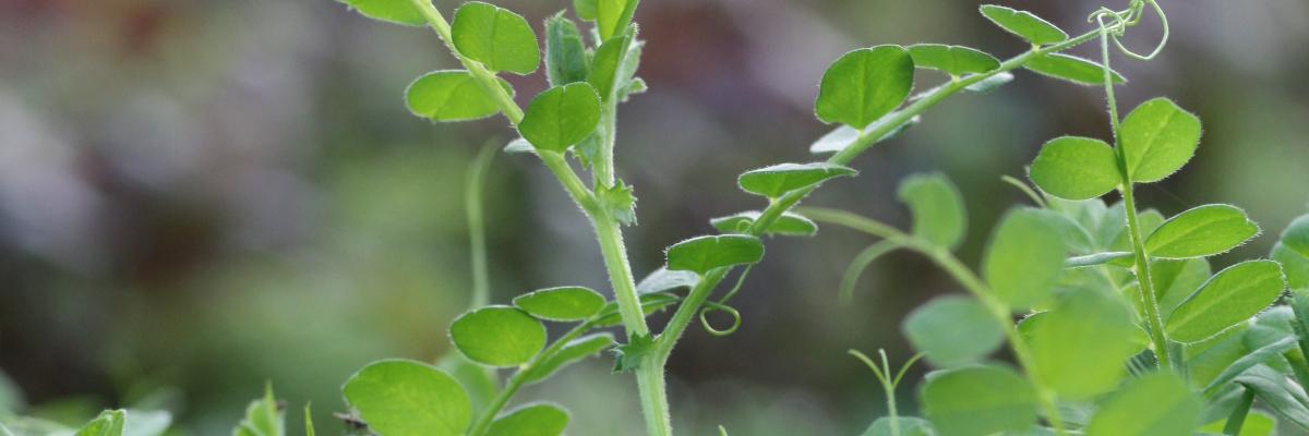 Vetch green manure