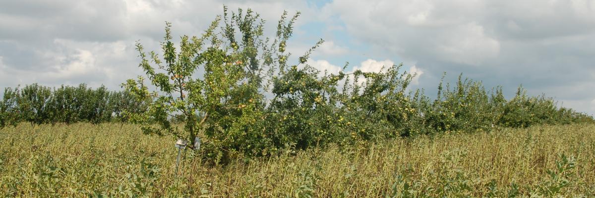 Taken at Home Farm (and Farmeco Community Care Farm), Screveton, Nottinghamshire. Photo credit: Janie Caldbeck