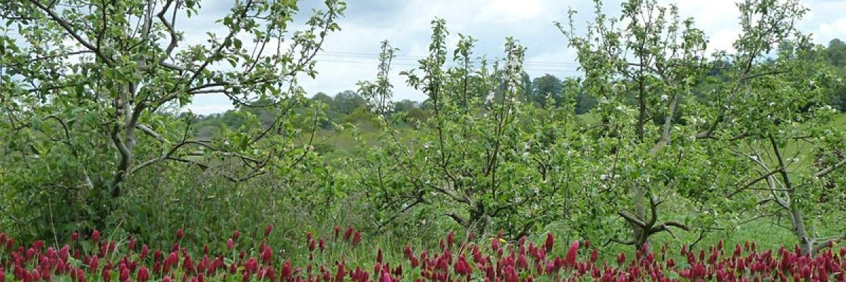 How can agroforestry contribute towards biodiversity conservation?