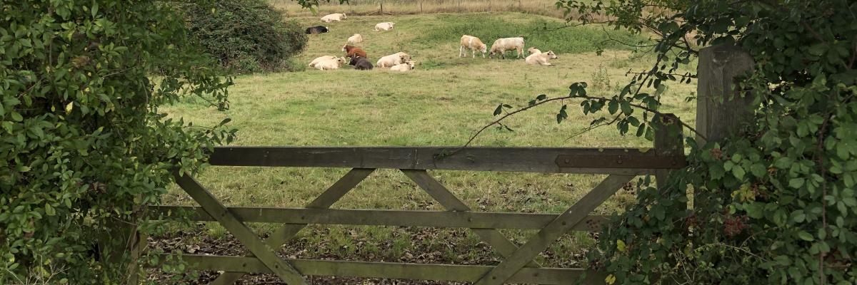 Delivering Greener Grassland - A Cross-Industry Partnership to Grow Pasture Based Solutions to Climate Change - Courtesy of Will Sibly, LEAF