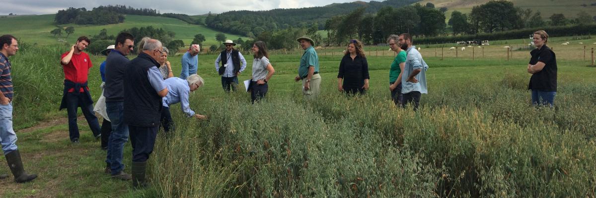 EIP Ancient Cereals trials