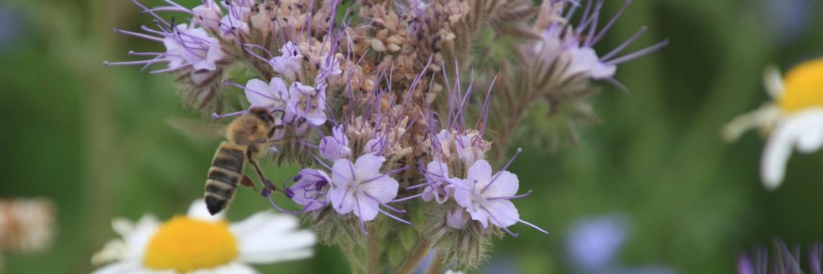 Phacelia and honey bee