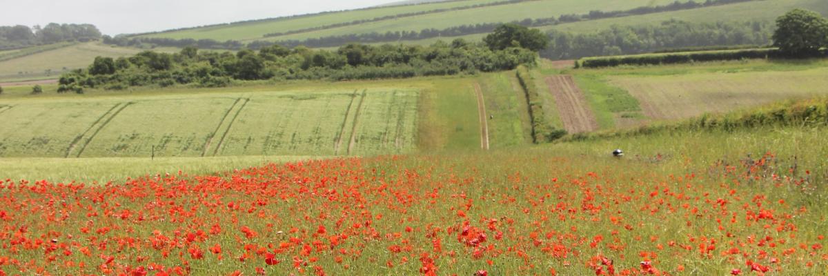 Wildflower headland, Peppering Farm