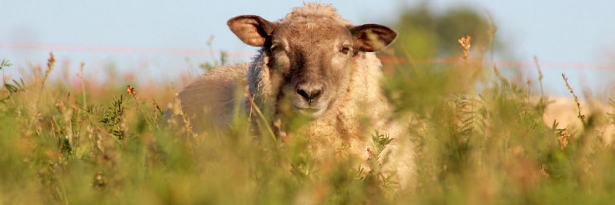 Sheep grazing on sainfoin at Honeydale Farm