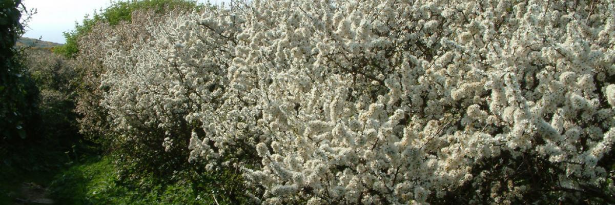 Blackthorn hedge