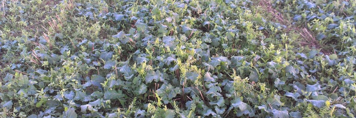 Companion crop of vetch and berseem clover in winter oilseed rape