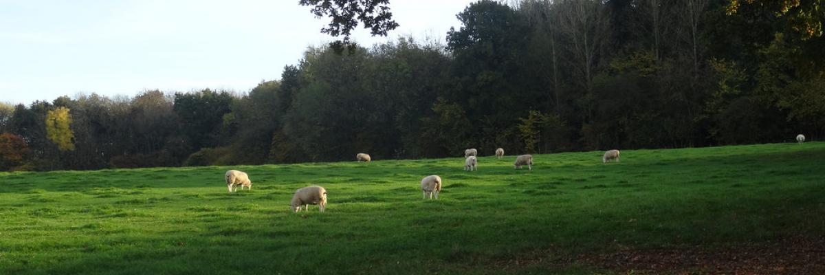 Daylesford Sheep