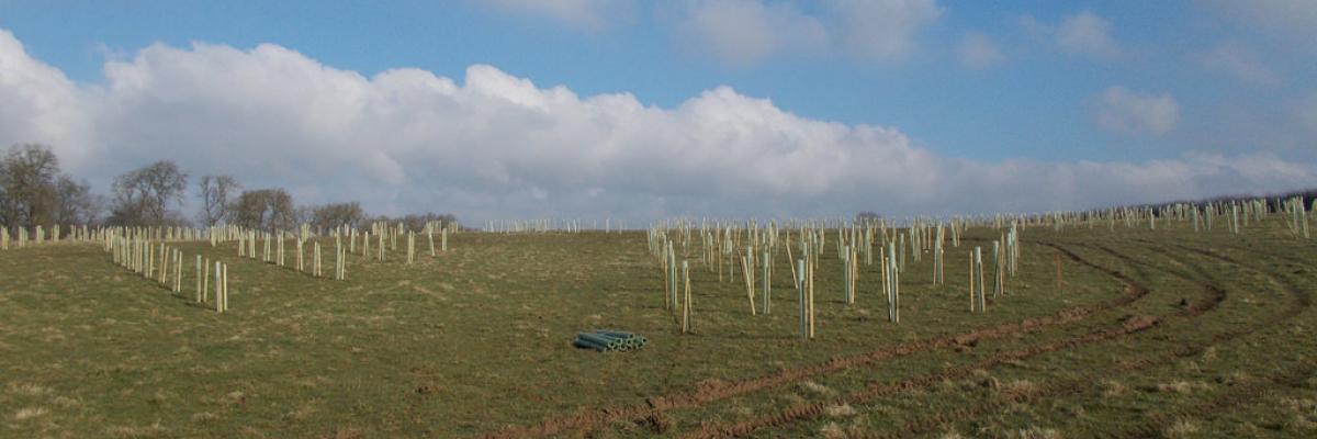 Large 10m rides cut through the different densities of the planting at the Allerton Trust