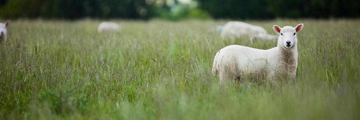 Daylesford Organic- Martin Morrel