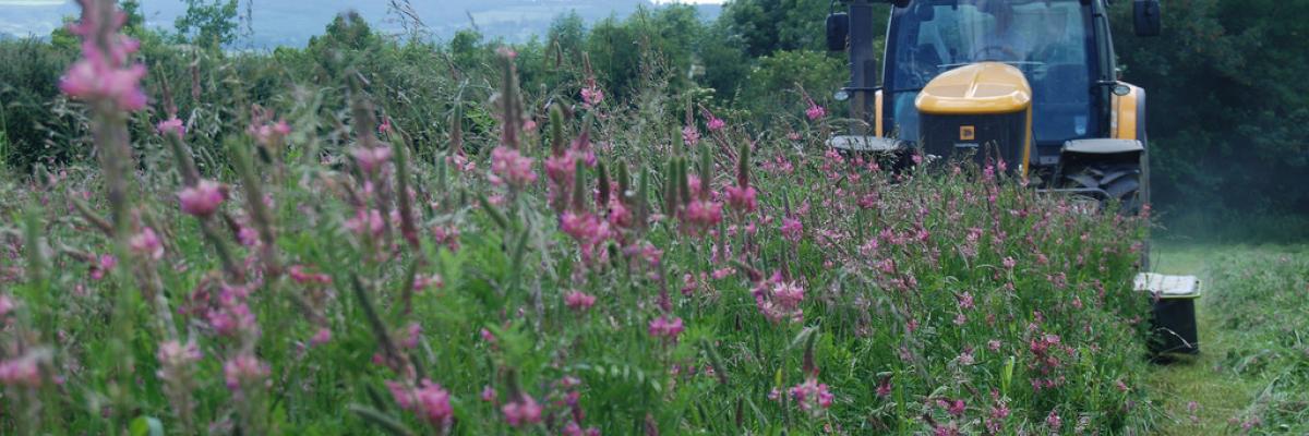 Grasslands & forage crops