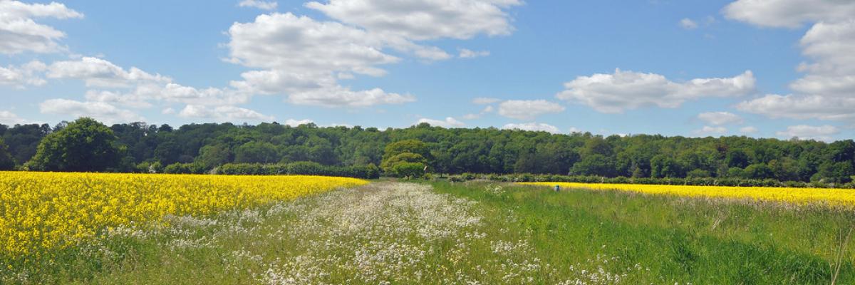 Wild flower strip between rape fields (1)