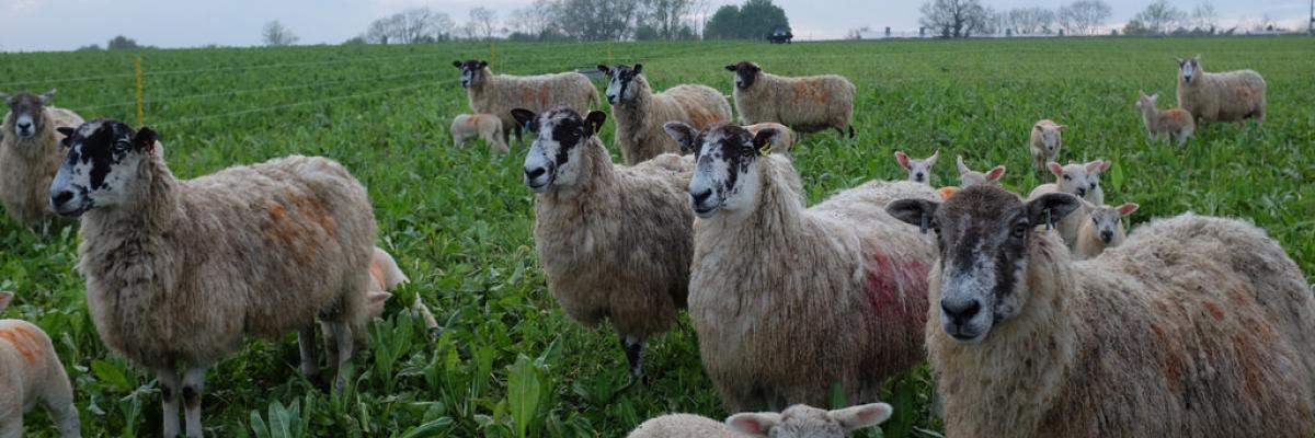 Ewes and Lambs Grazing Deep Rooting Four Year Herbal ley