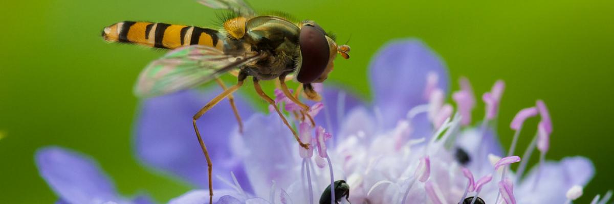 Marmalade Fly - Hoverfly