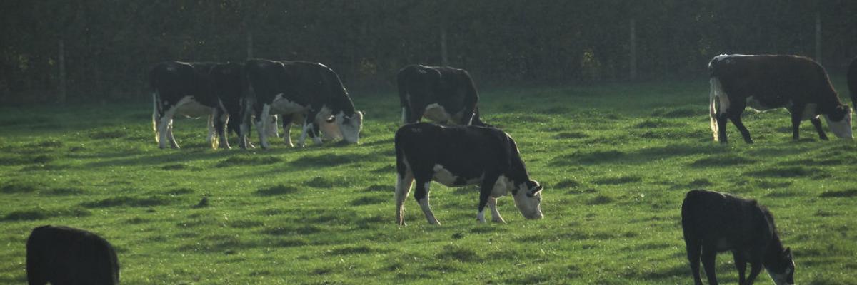 Daylesford Cattle