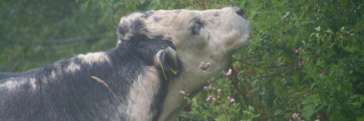 Sampling the hedgerow delights