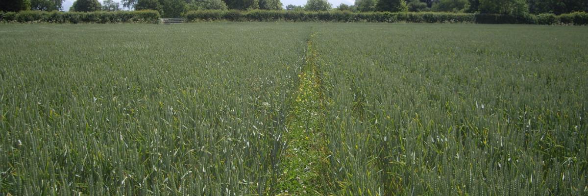 Minimum tillage established spring wheat on the left and plough power harrow established spring wheat on the right 2012