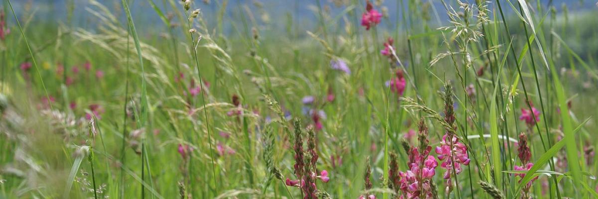 Sainfoin