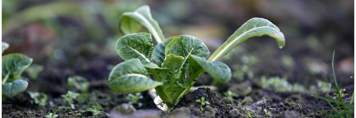 Organic baby lettuce at Pillars of Hercules Farm Shop, Fife