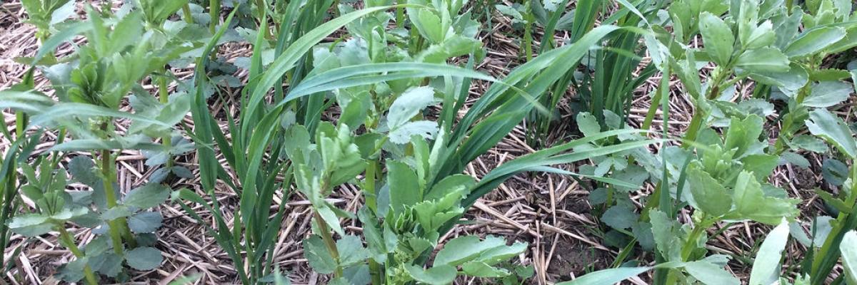 Spring beans with spring oats