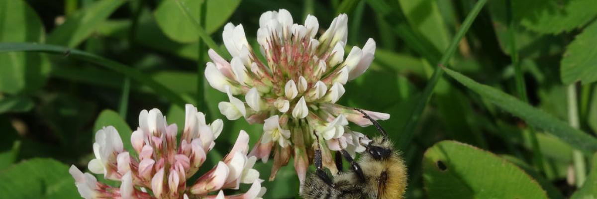 Bee on Clover