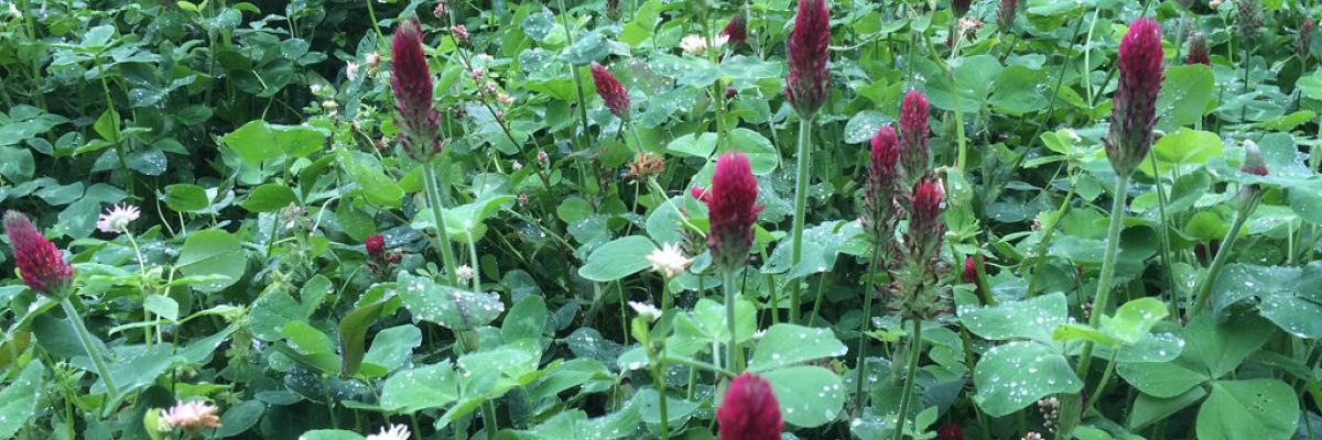 Troed-y-Rhiw legume mix