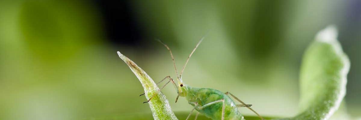 RRes-photo-story-comp-aphid-for-flickr