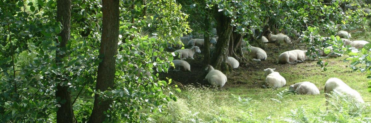 Sheep sheltering under trees in Camarthenshire