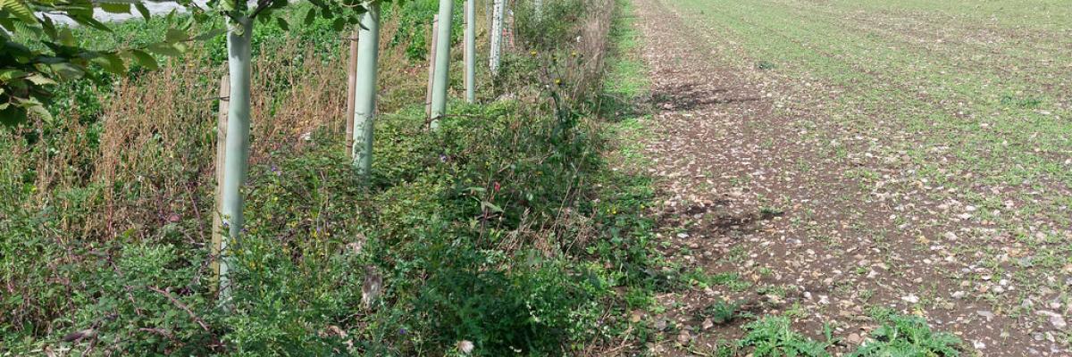 Agroforestry for Growers