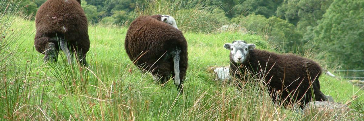 Cumbrian sheep and trees