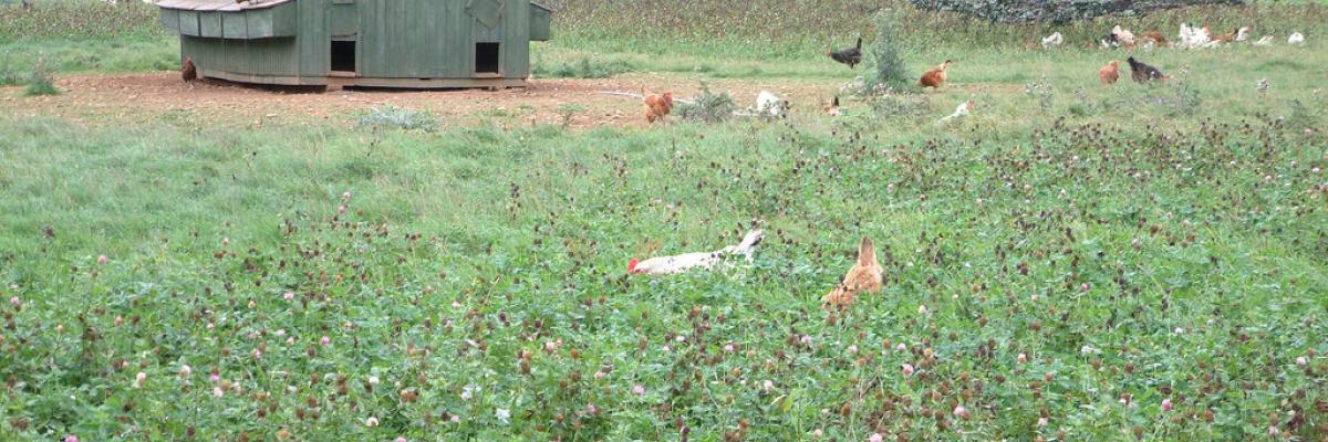 Hens foraging