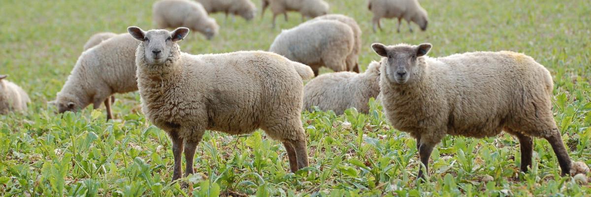 Sheep in stubble turnips at Daylesford Organic farm, Gloucestershire  . Martin Morrel